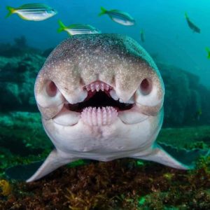 tiburón cornudo japonés buceo en japón