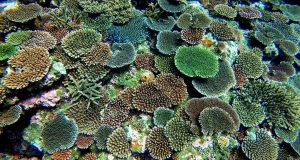 Buceo en Japón