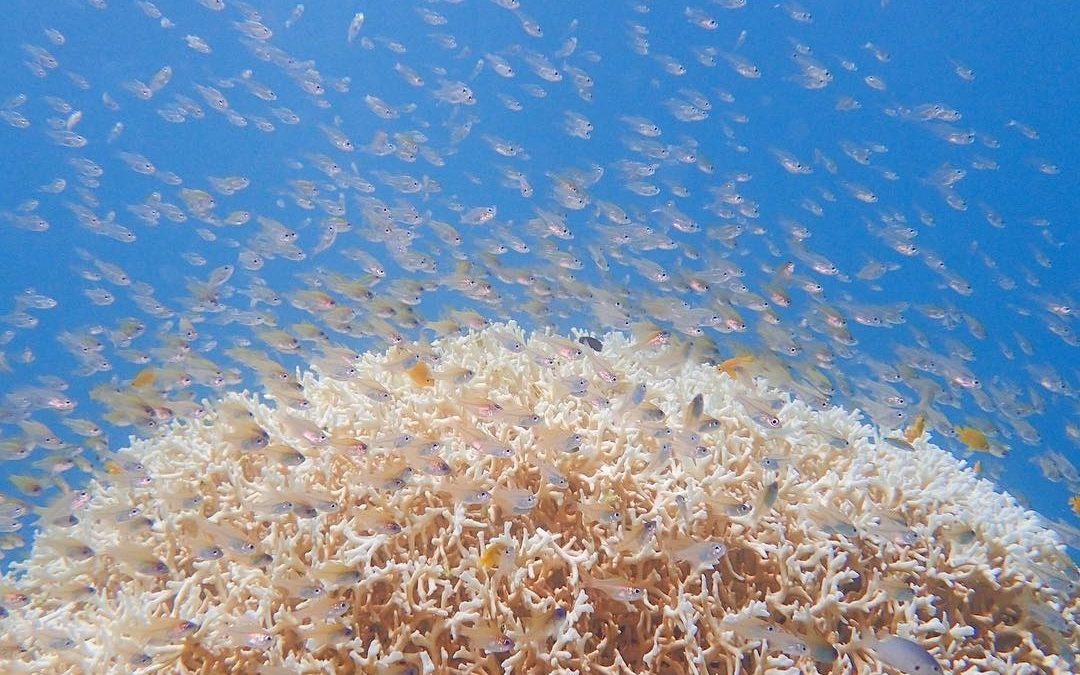 Todo sobre los corales: los arquitectos del mar