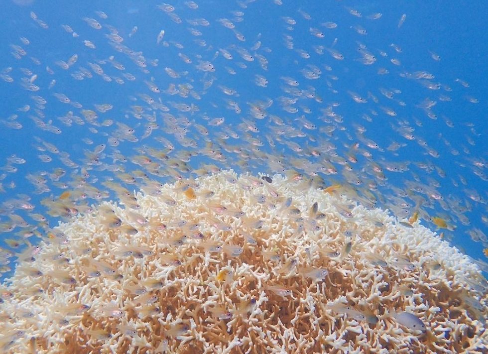 Buceo en Japón corales