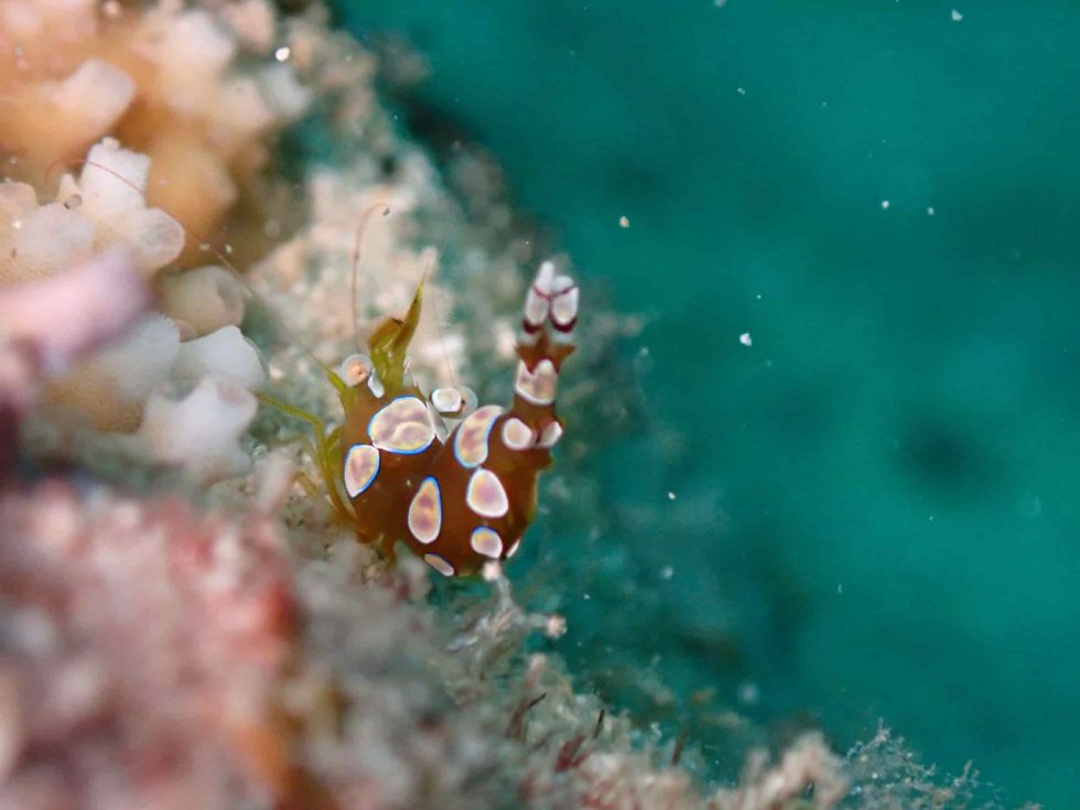 buceo en japon gamba