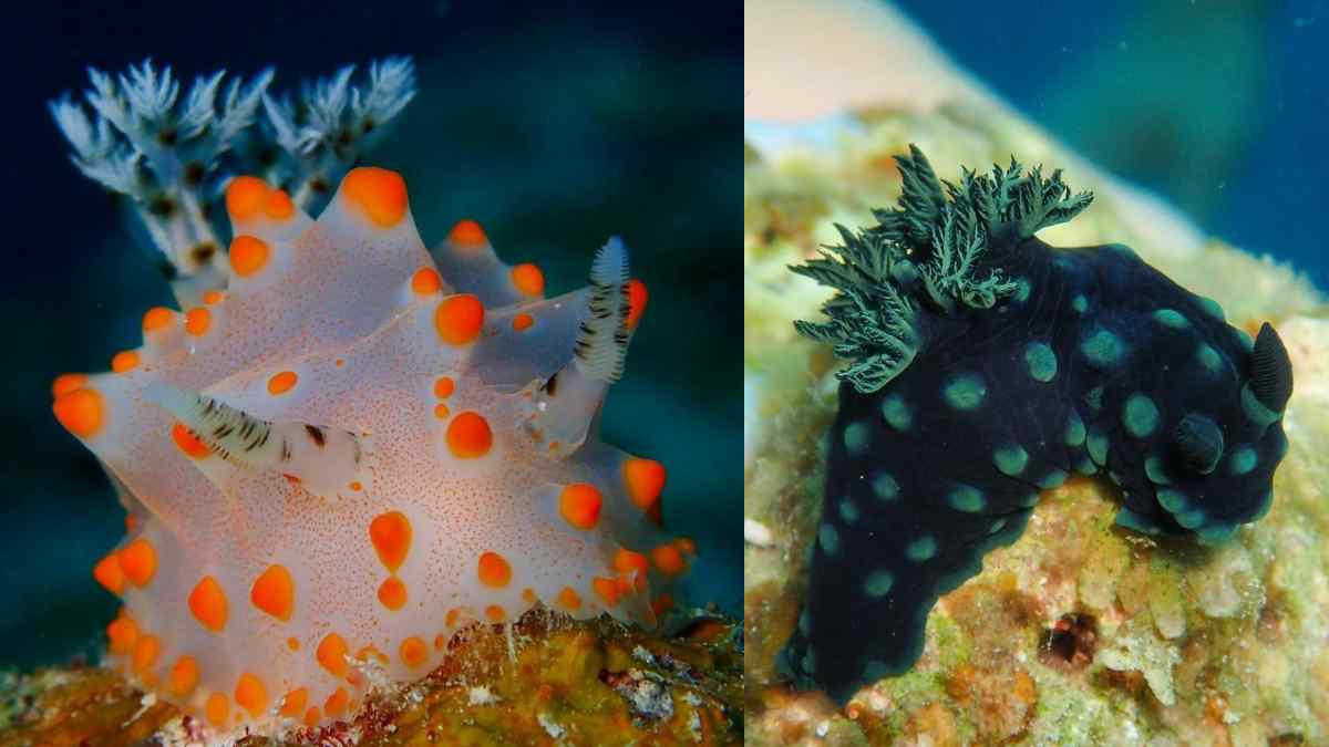 nudibranquios buceo en japon