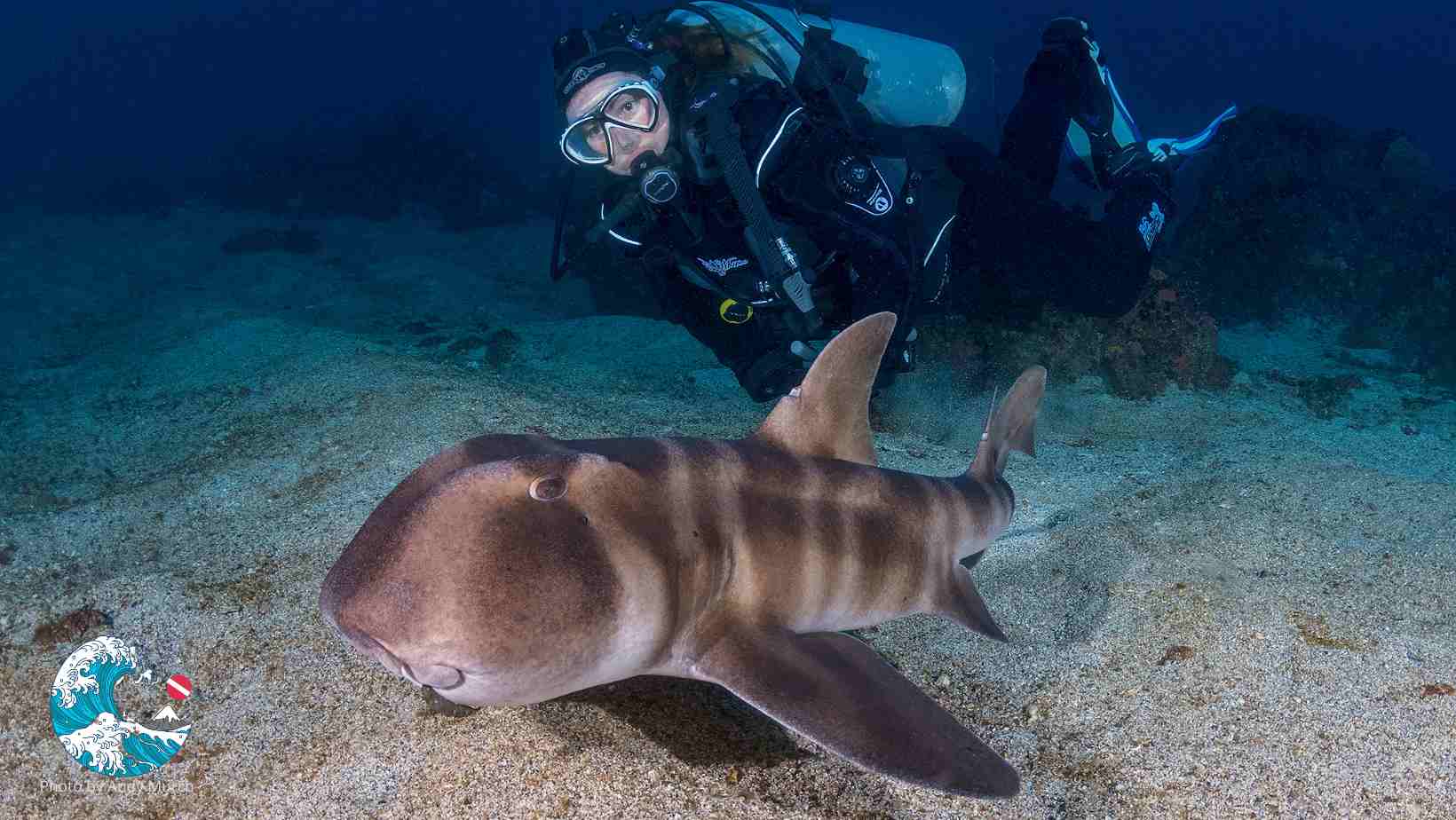 tiburón cornudo japones buceo en Japón