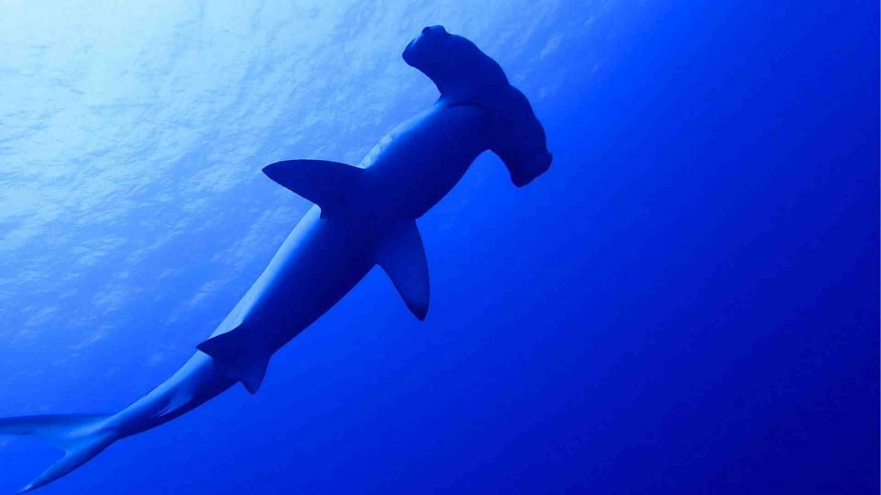 yonaguni buceo en Japón