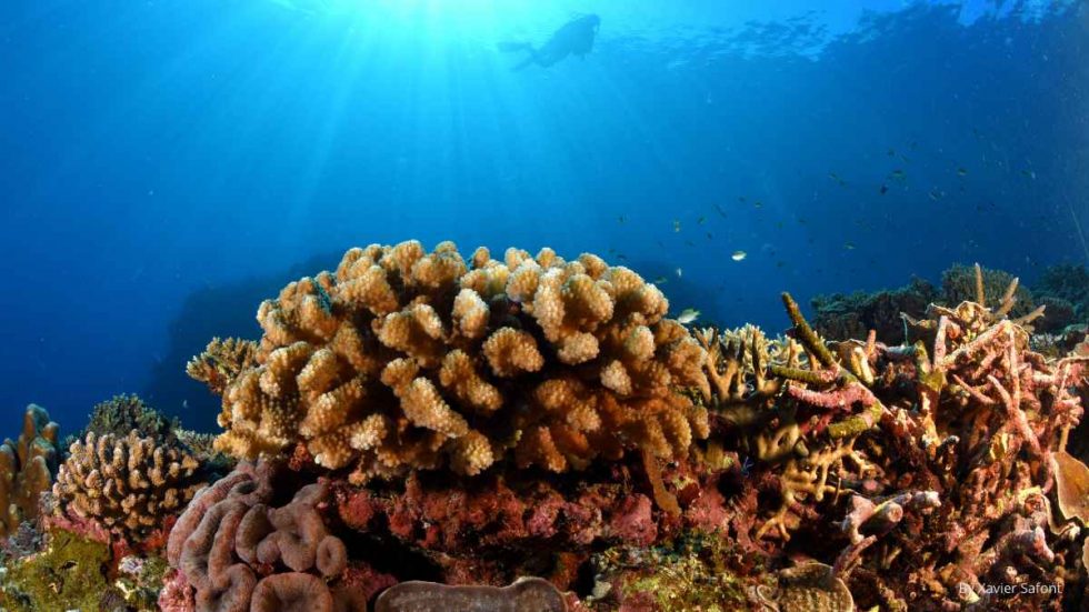 luna y corales buceo en japón