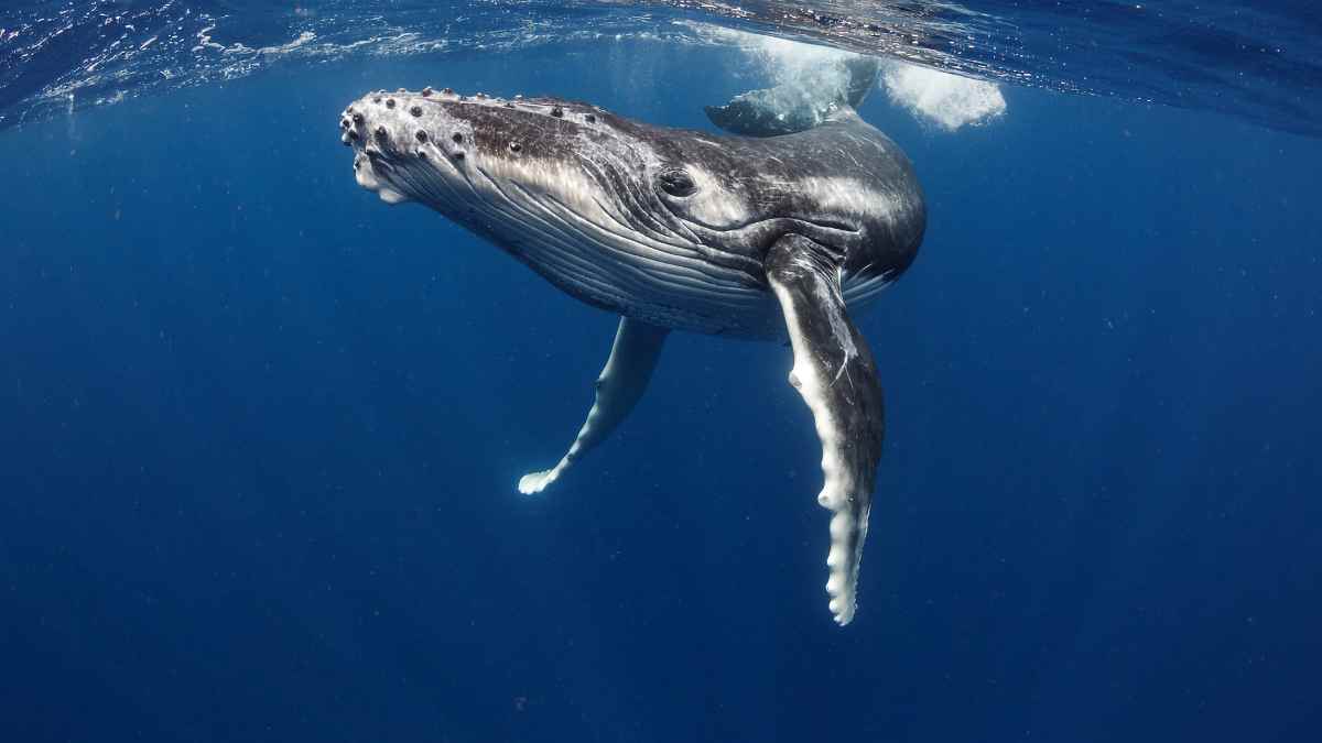 ballena varada buceo en Japón
