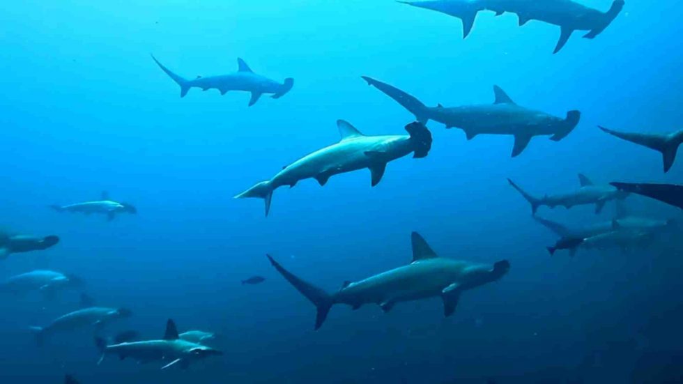 yonaguni buceo en Japón