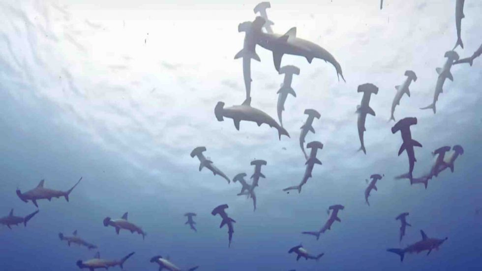 yonaguni buceo en Japón