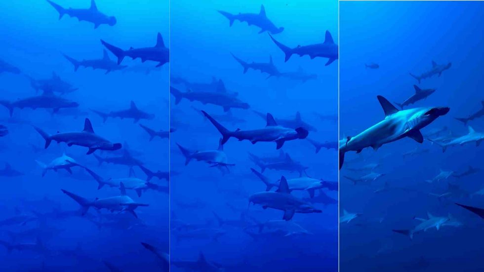 yonaguni buceo en Japón