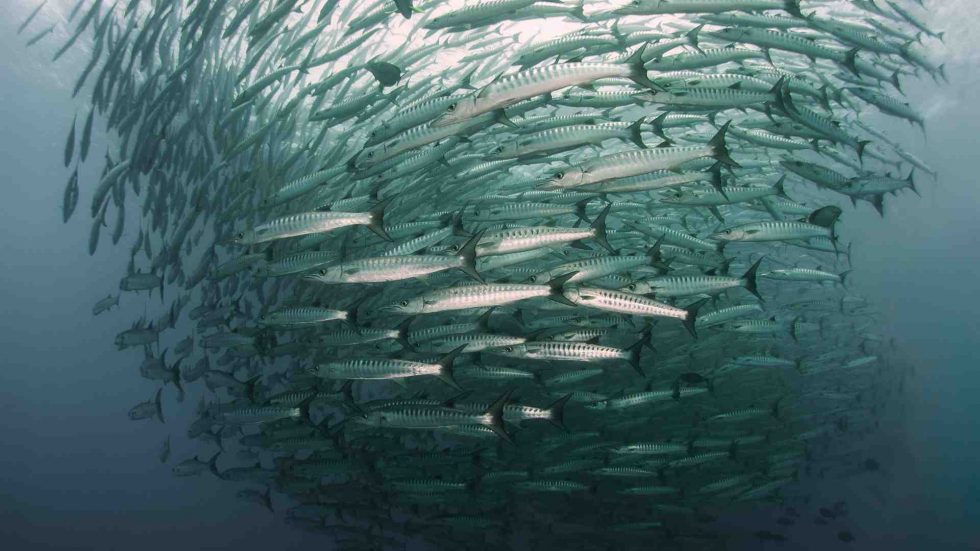 yonaguni buceo en Japón