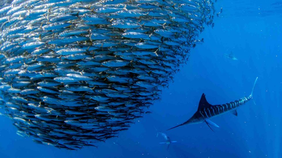yonaguni buceo en Japón