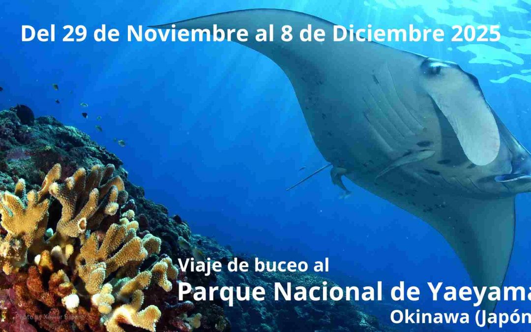 Buceo en Japón Diciembre 2025
