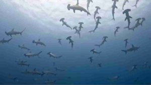 tiburón martillo yonaguni buceo en japón