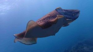 calamar arrecife buceo en japón