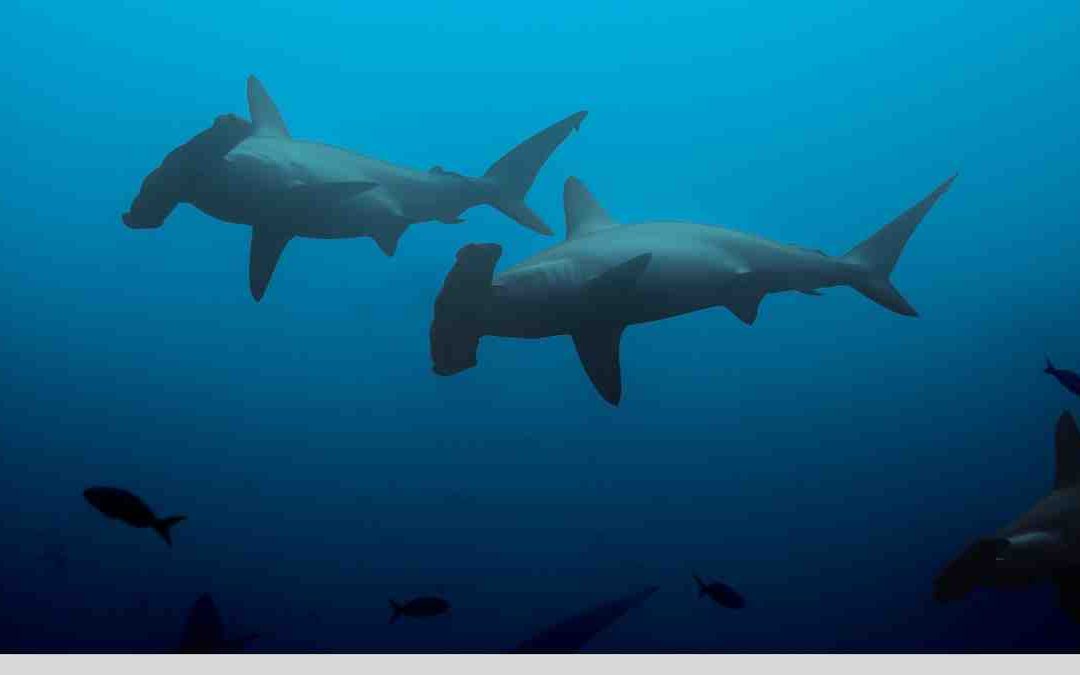 Tiburón martillo festoneado: la estrella del buceo en Japón