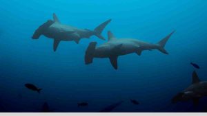 tiburón martillo buceo en Japón