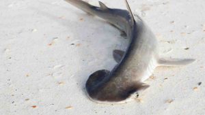 tiburón martillo buceo en Japón