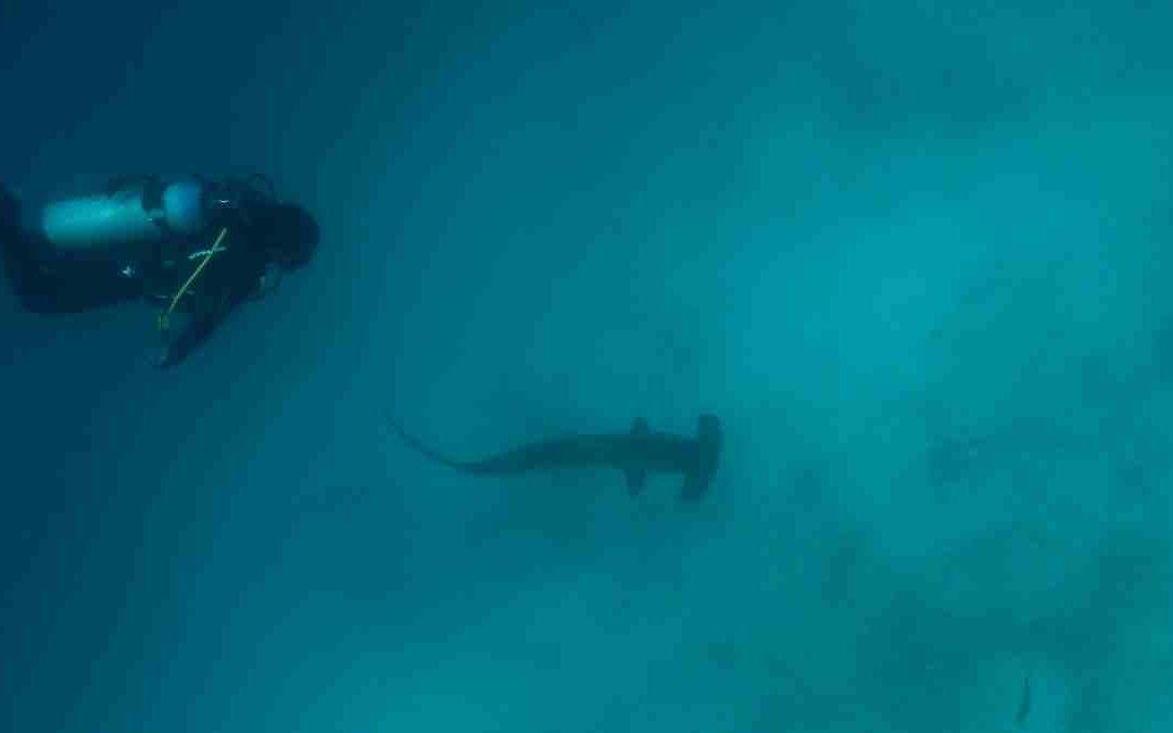 Bucear con tiburones martillo en Japón