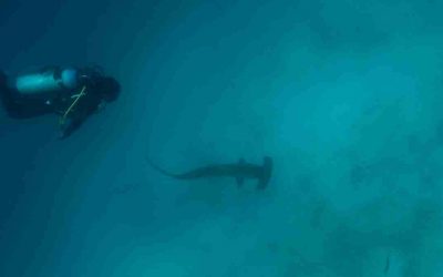 Bucear con tiburones martillo en Japón