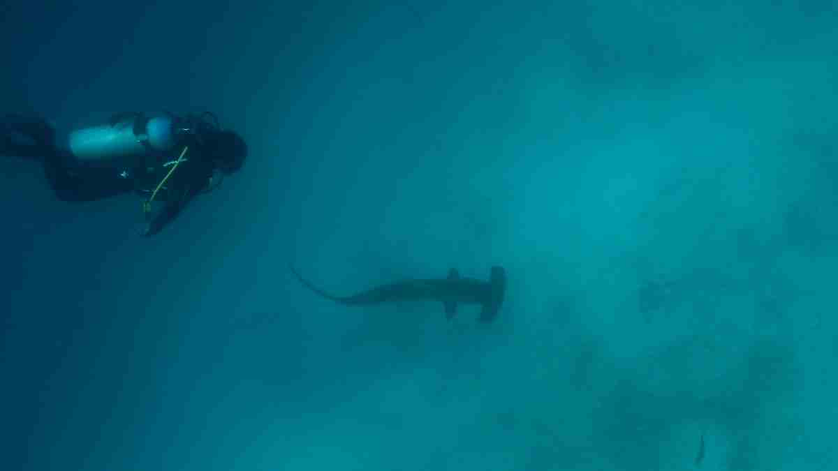 bucear con martillos buceo en Japón
