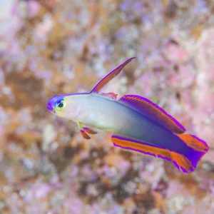 gobio buceo en Japón