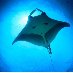 manta buceo en Japón