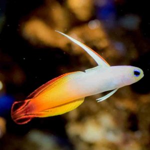 gobio buceo en Japón