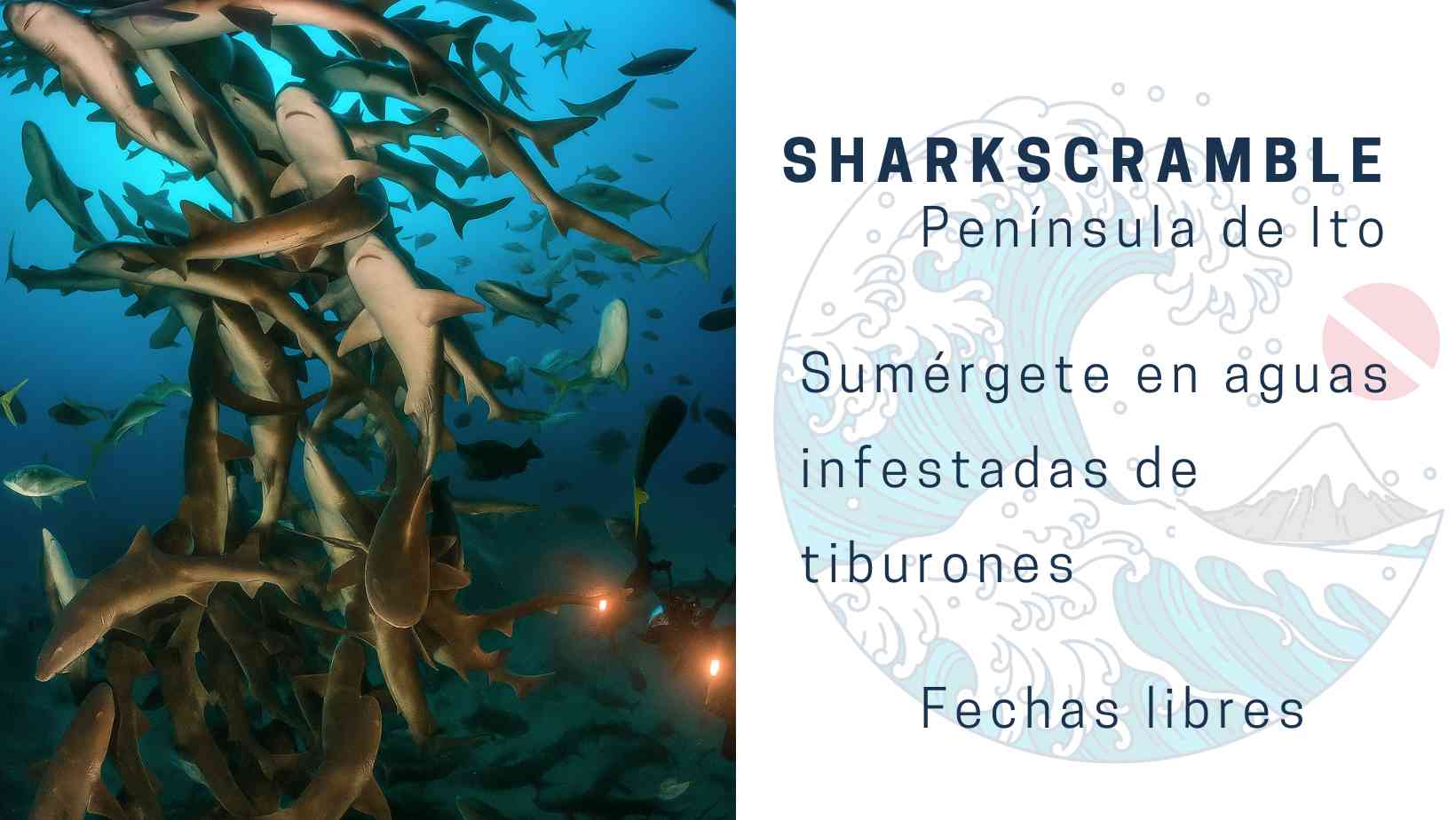 sharkscramble buceo en Japón