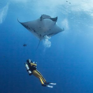 mantas buceo en Japón