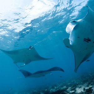 manta buceo en Japón