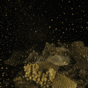 desove corales buceo en Japón