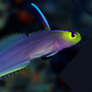 gobio buceo en Japón