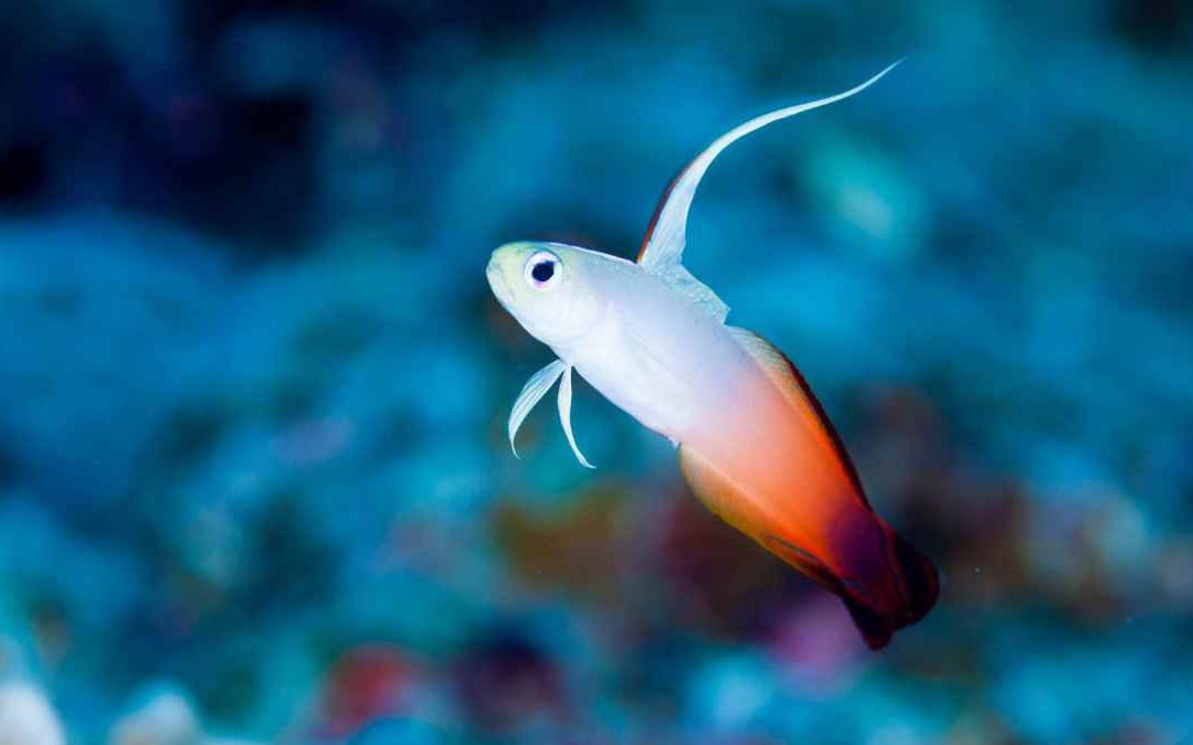 Gobio bandera en Japón: curiosidades y dónde encontrarlos