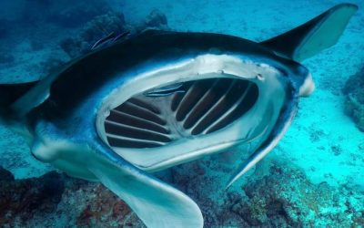 Buceo con mantas en Japón: las alas gigantes del océano