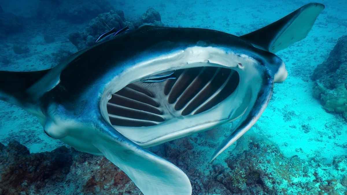 mantas buceo en Japón mantas buceo en Japón