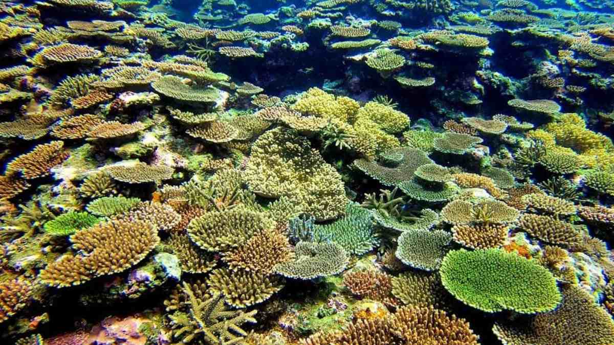 desove corales buceo en Japón desove corales buceo en Japón