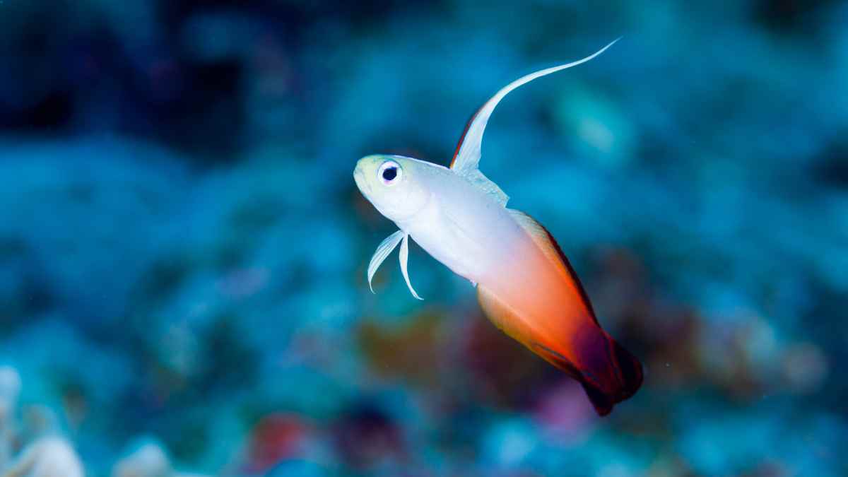 gobio buceo en Japón gobio buceo en Japón