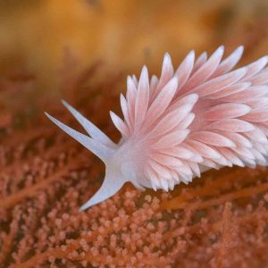 sakura buceo en japón