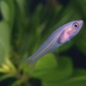 sakura buceo en japón