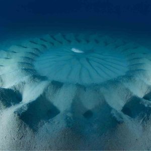 apareamiento buceo en Japón