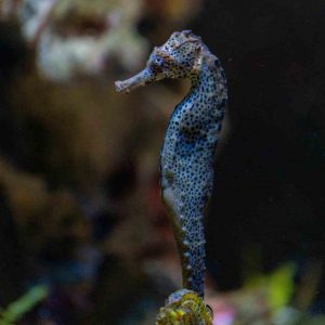 apareamiento buceo en Japón