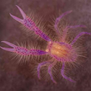 sakurakoshioriebi sakura buceo en japón