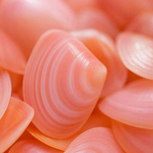 sakura buceo en japón