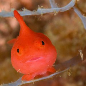 sakuradangouo sakura buceo en japón