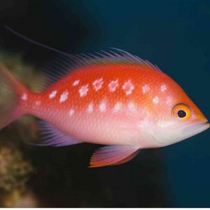 sakuradai sakura buceo en japón