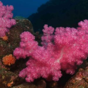 sakura buceo en japón