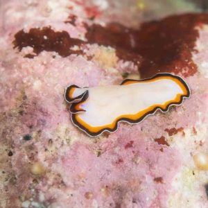 sakura buceo en japón