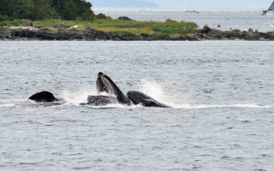 Amores submarinos: las insólitas estrategias de seducción bajo el mar