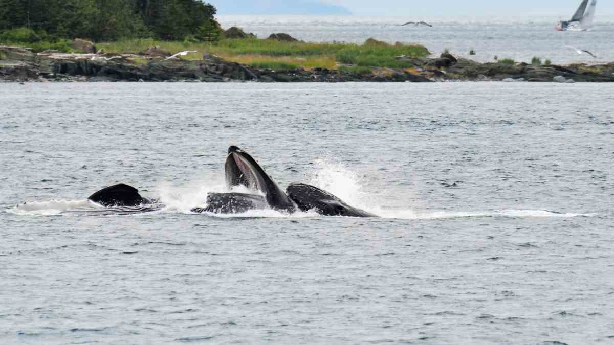 apareamiento buceo en Japón apareamiento buceo en Japón