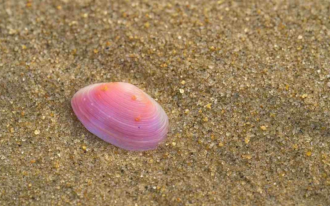 Criaturas marinas con nombre de flor: el universo “sakura” bajo el mar